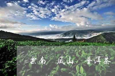 云南 凤山 普洱茶/2023042056281